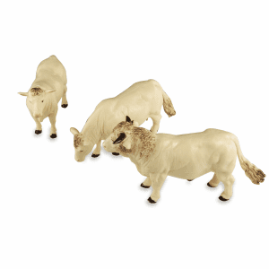 Charolais Cows